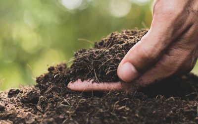 El programa de nitratos de la Región de Murcia acaba con el pequeño agricultor del Campo de Cartagena