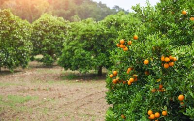 La plaga trips ocasionada por la importación de países terceros devasta ya miles de hectáreas en toda España