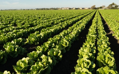 Agroingenieros denuncia que el futuro programa de nitratos de Murcia veta a los ingenieros agrónomos en el campo murciano