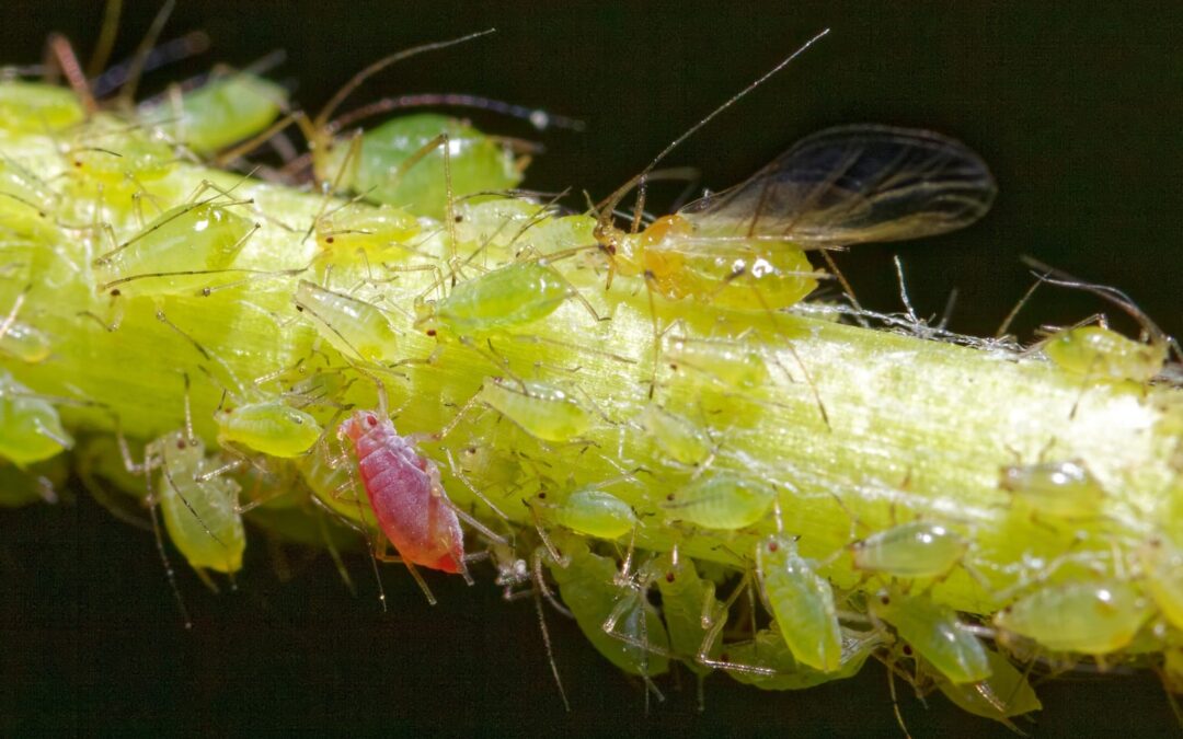 plaga-pulgon-murcia-agricultura